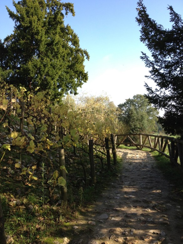 A rustic bridge alongside some grapevines near Le Rocher