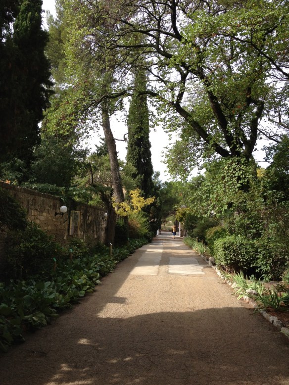 The lovely walk up to St-Paul-de-Mausole